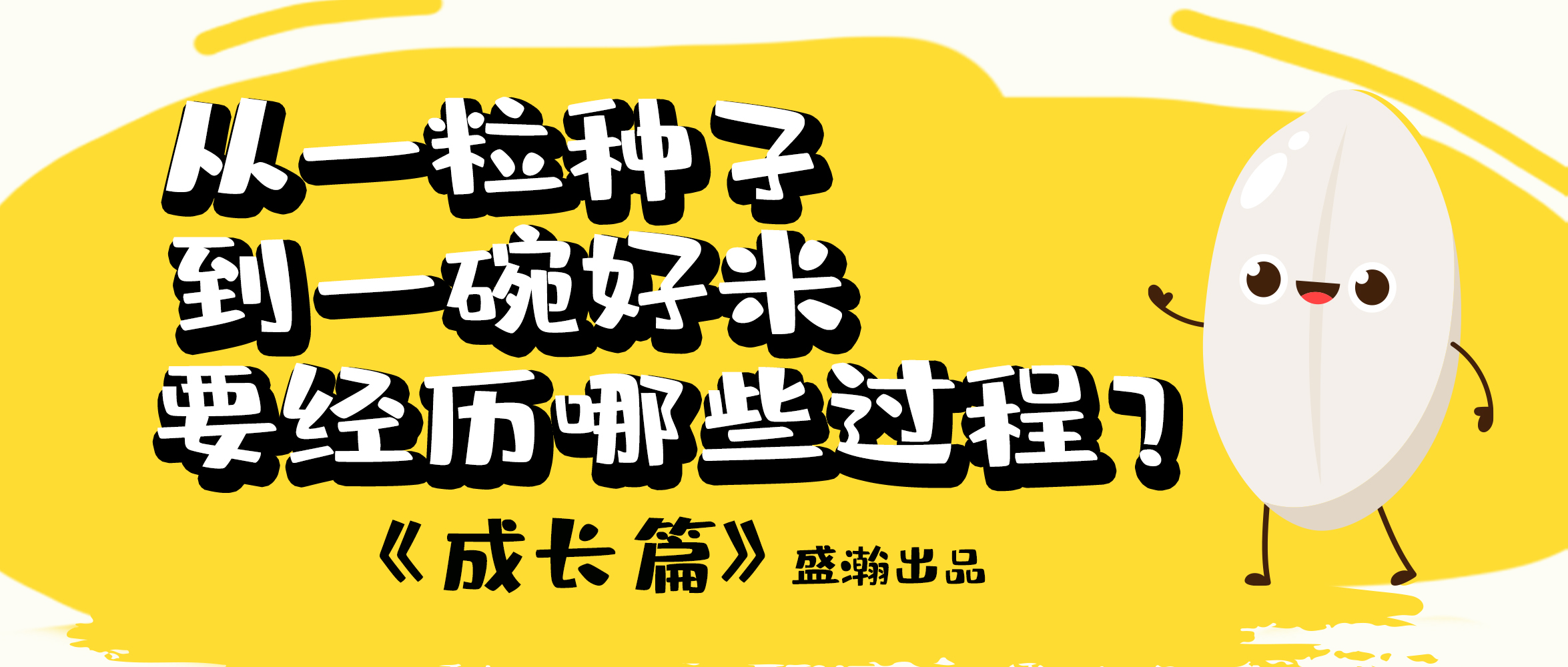 大米的一生-成長(zhǎng)篇 | 從一粒種子到一碗好米要經(jīng)歷哪些過程？